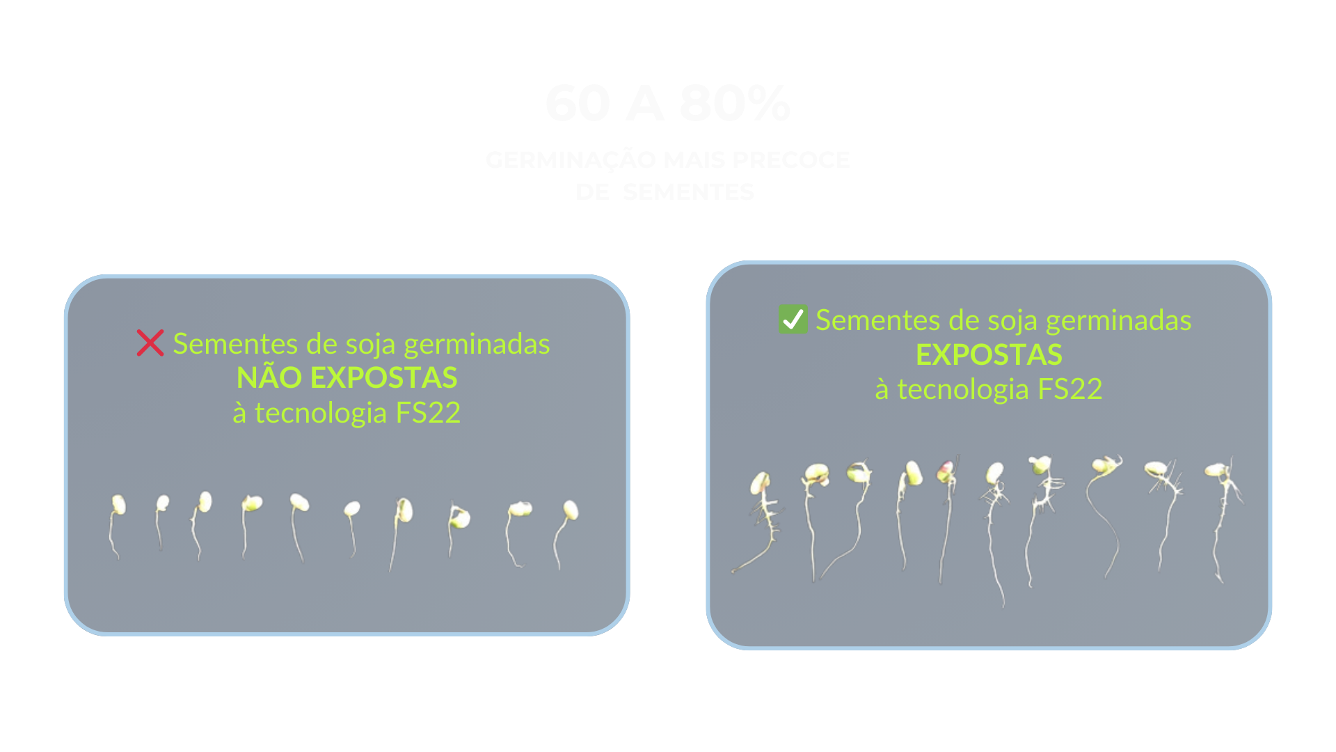 Sementes em condição comparativa